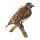 Braunkehlchen groß, Vogel des Jahres 2023, Goebel