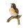 Braunkehlchen klein, Vogel des Jahres 2023, Goebel