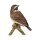 Braunkehlchen klein, Vogel des Jahres 2023, Goebel