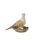 Turteltaube, Vogel des Jahres 2020 klein, Goebel